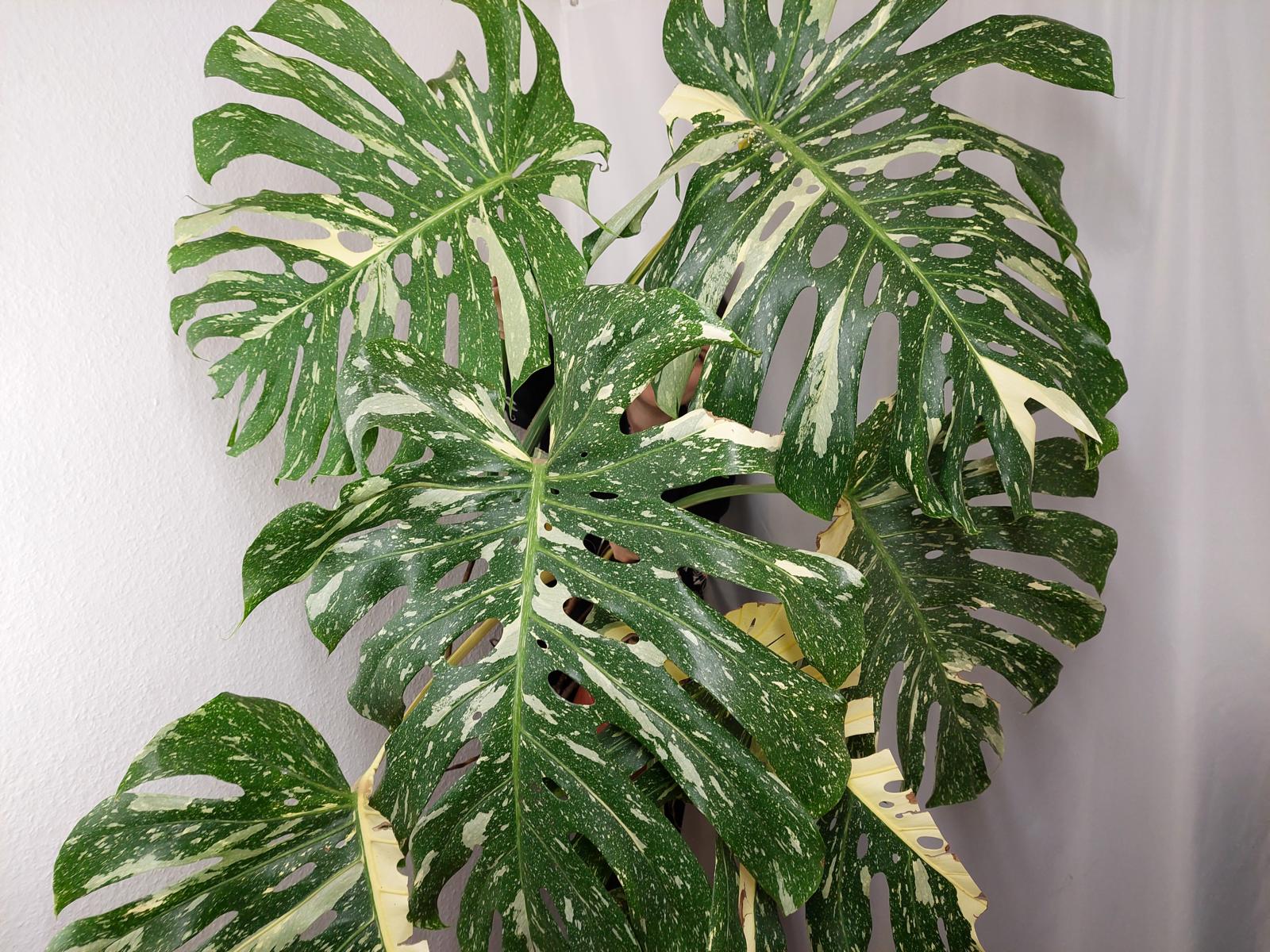 Monstera Thai Constellation XXL