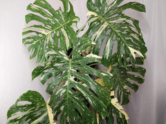 Monstera Thai Constellation XXL