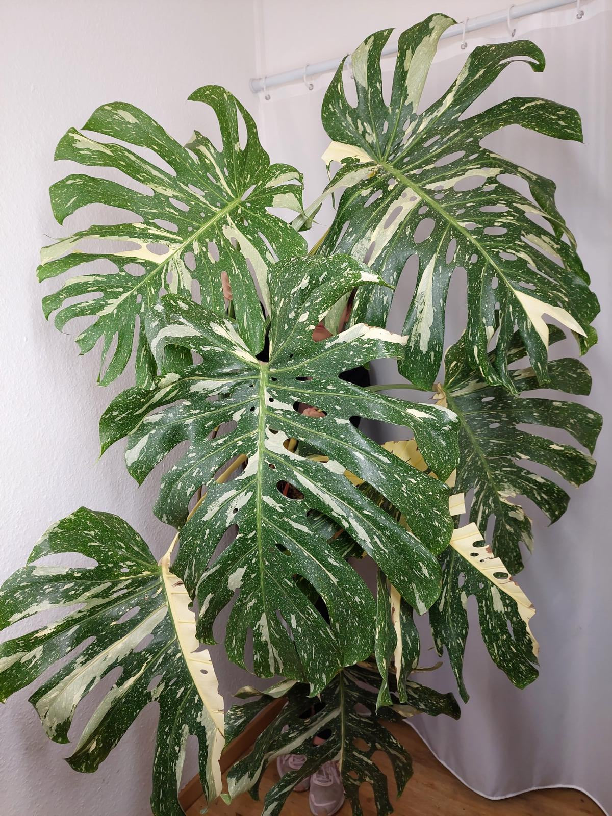 Monstera Thai Constellation XXL