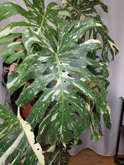 Monstera Thai Constellation XXL