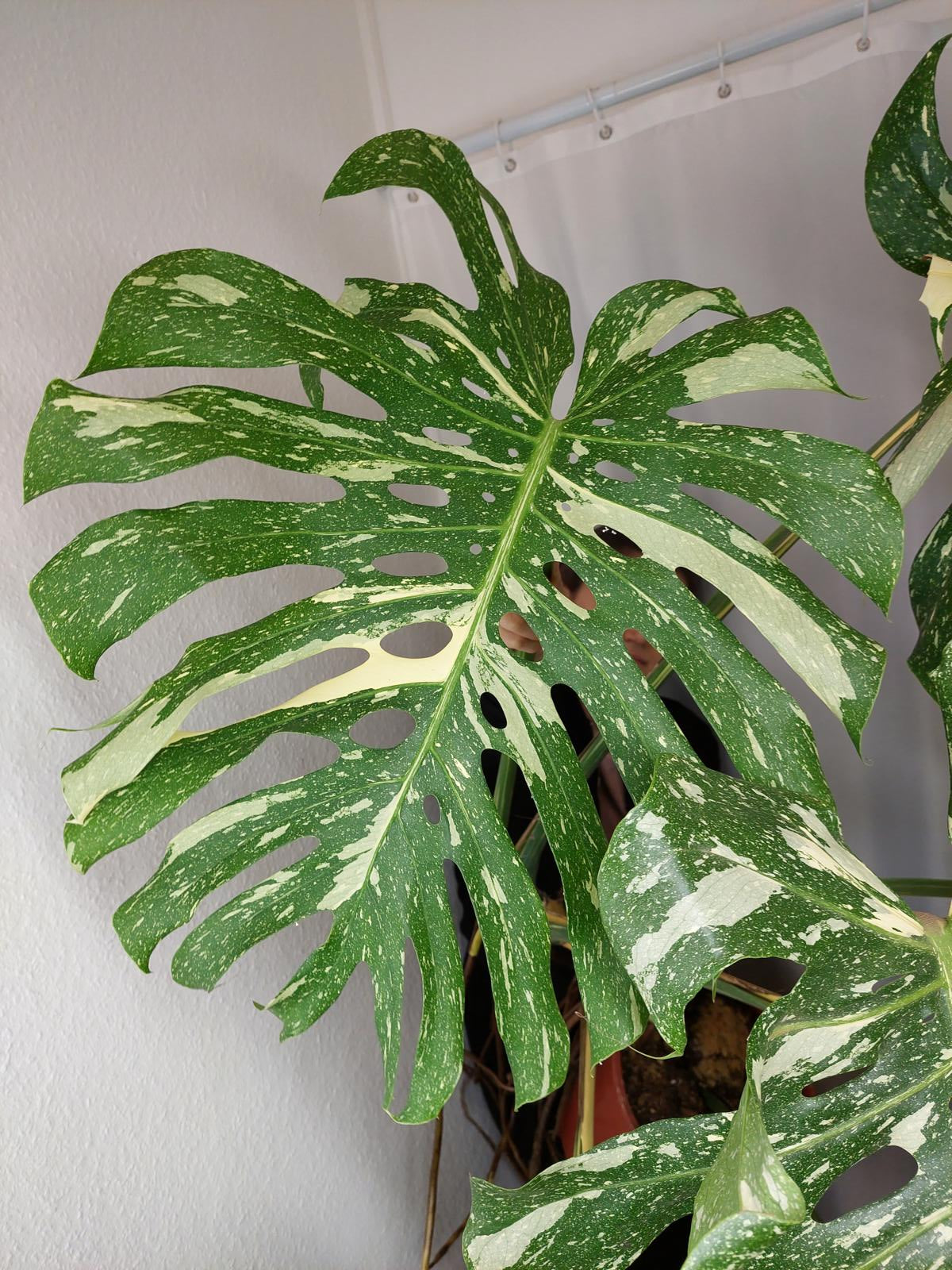 Monstera Thai Constellation XXL