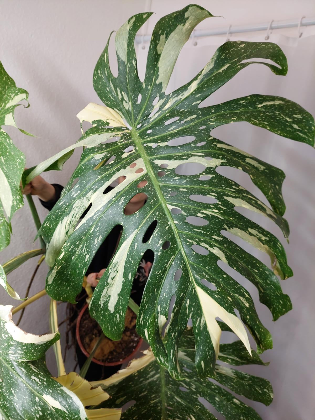 Monstera Thai Constellation XXL