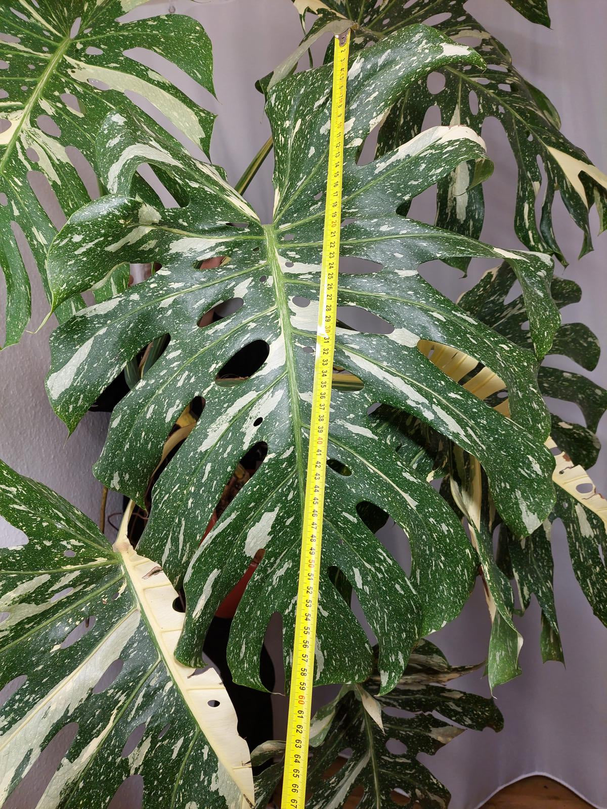 Monstera Thai Constellation XXL