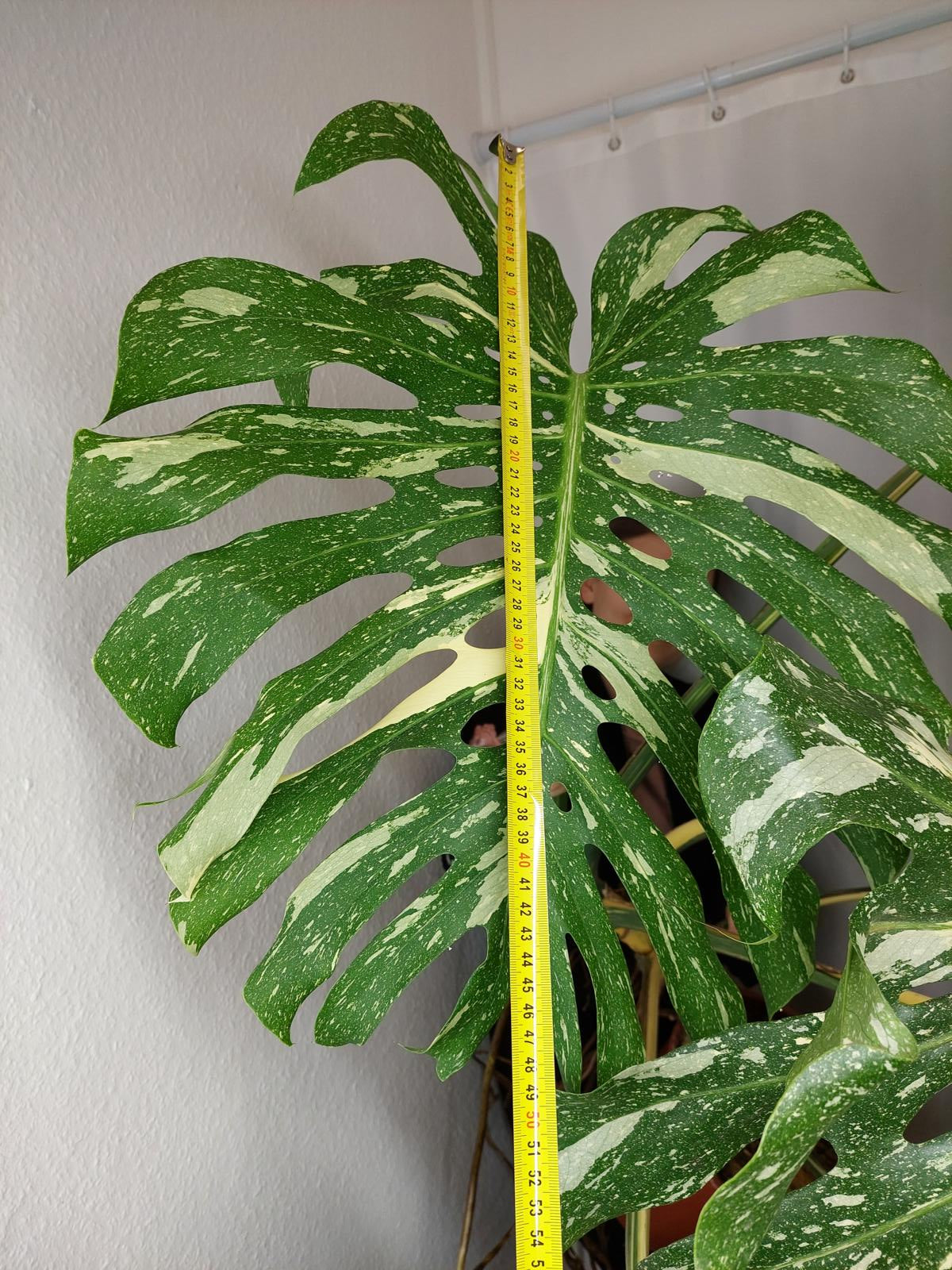 Monstera Thai Constellation XXL