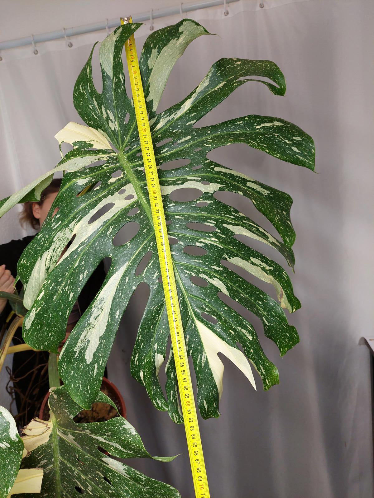 Monstera Thai Constellation XXL