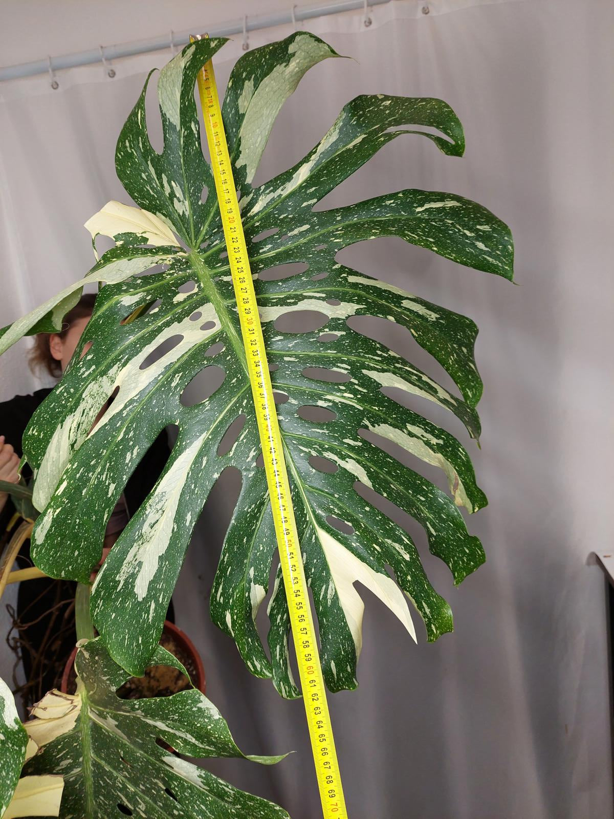 Monstera Thai Constellation XXL