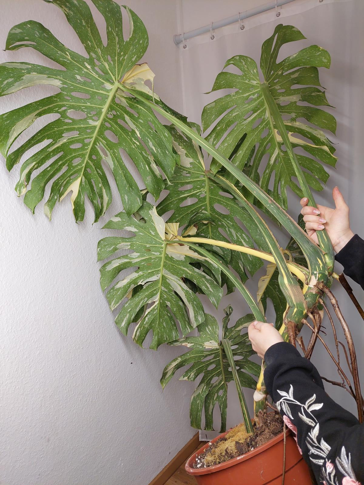 Monstera Thai Constellation XXL