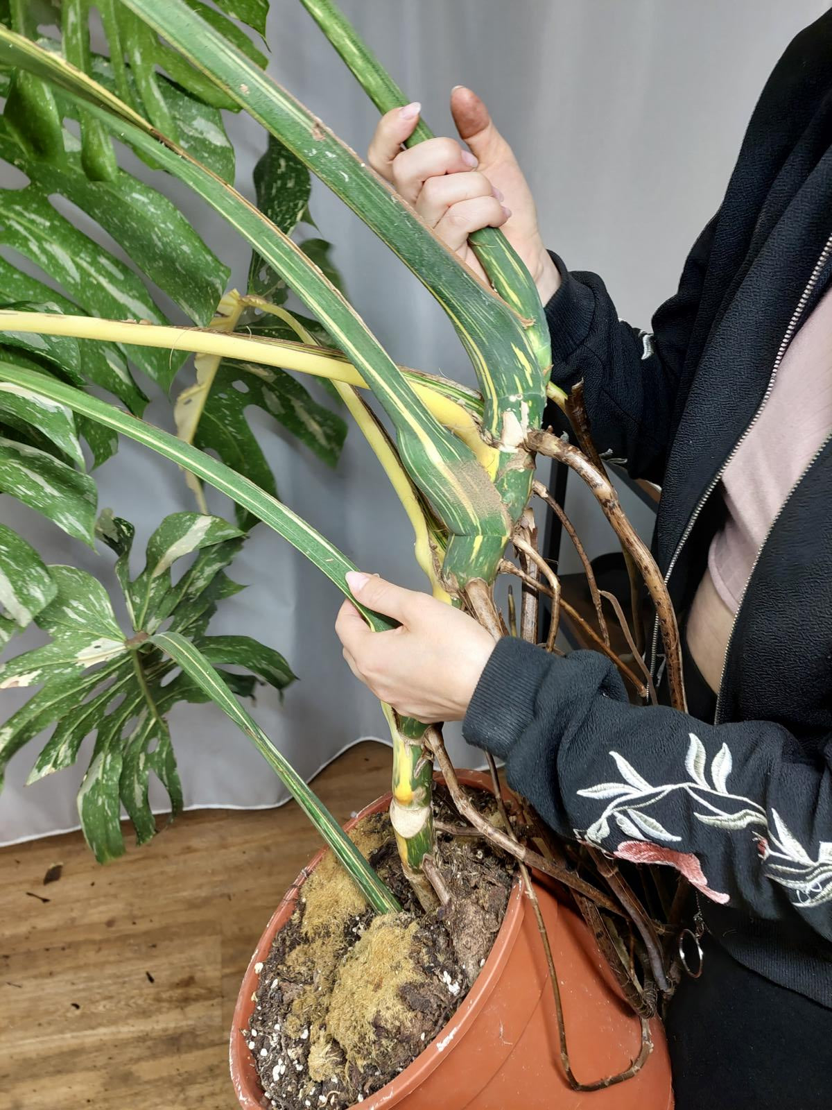 Monstera Thai Constellation XXL