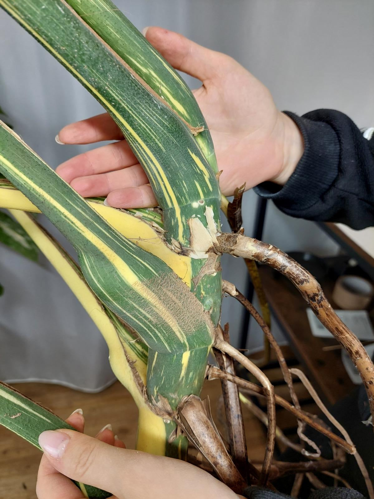 Monstera Thai Constellation XXL