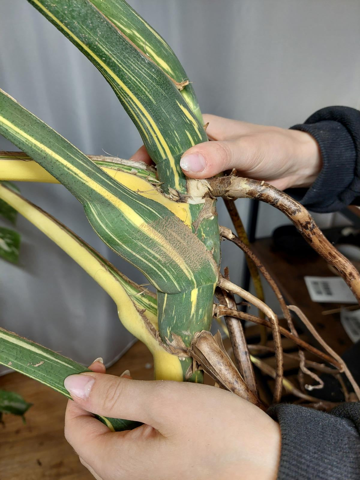Monstera Thai Constellation XXL
