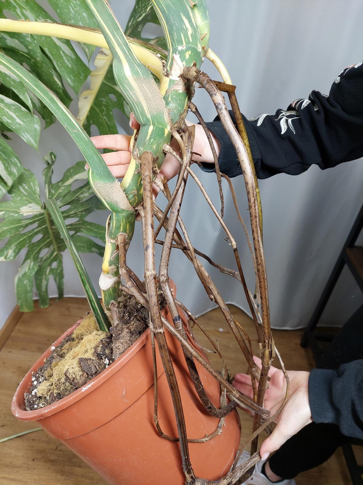 Monstera Thai Constellation XXL