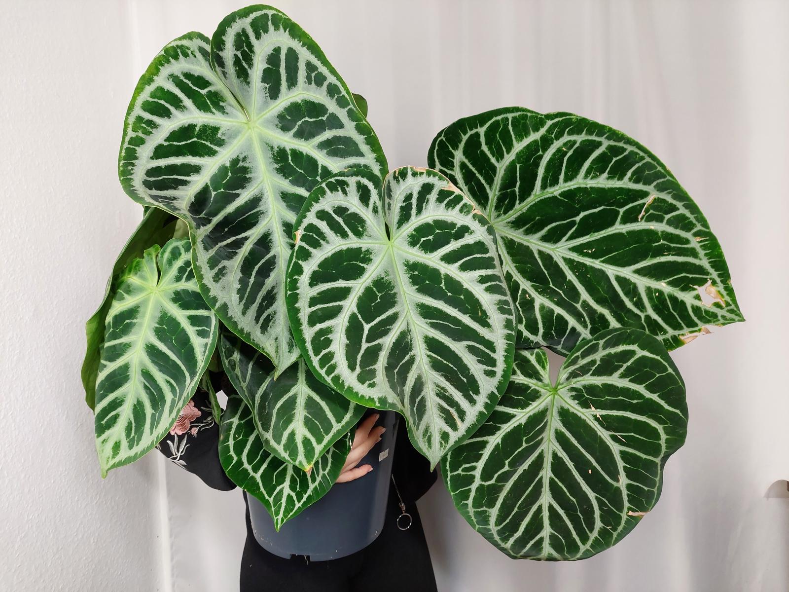 Anthurium Crystallinum Karma Crystal
