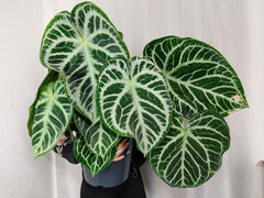 Anthurium Crystallinum Karma Crystal