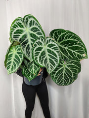 Anthurium Crystallinum Karma Crystal
