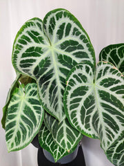Anthurium Crystallinum Karma Crystal