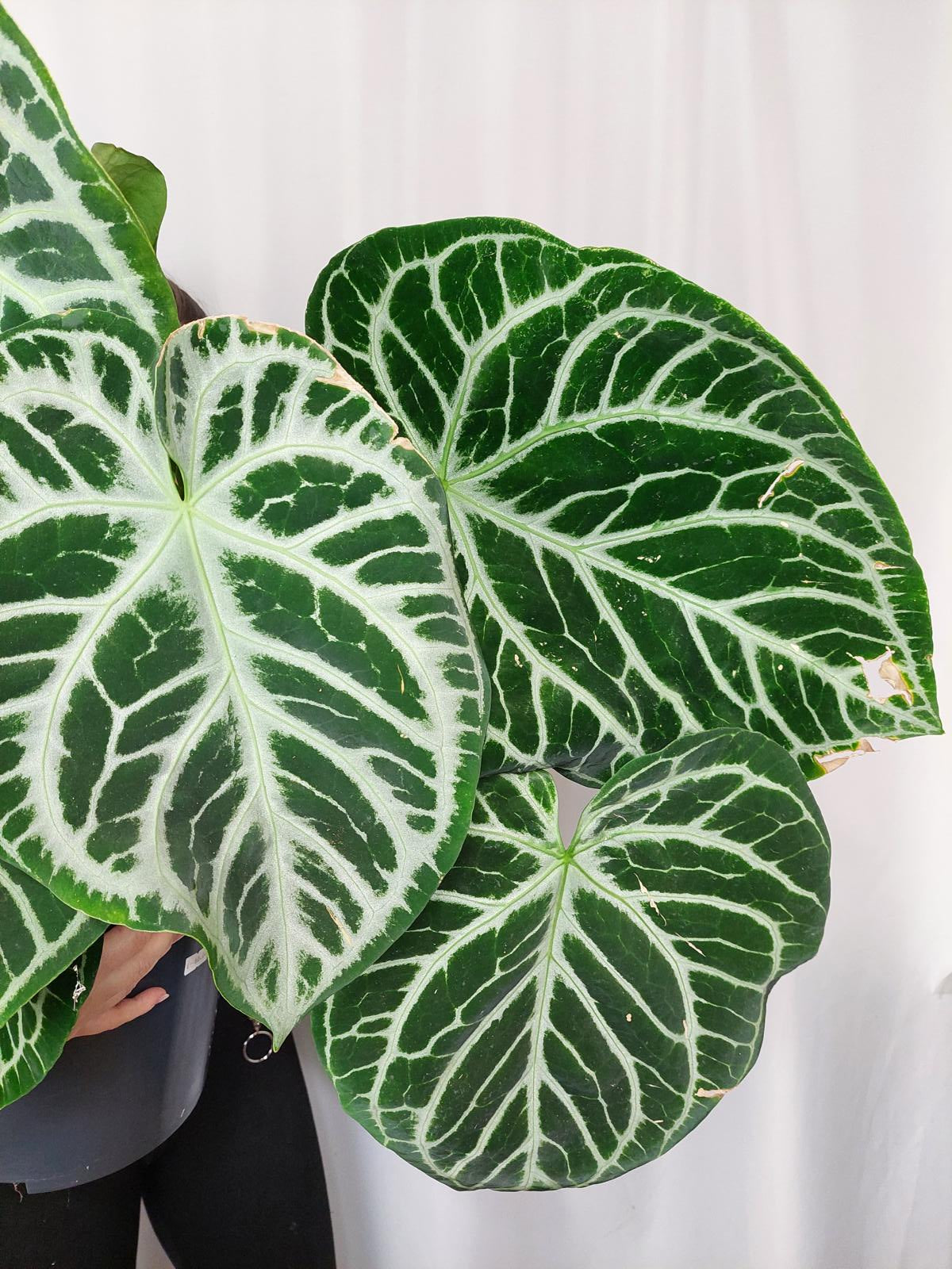 Anthurium Crystallinum Karma Crystal