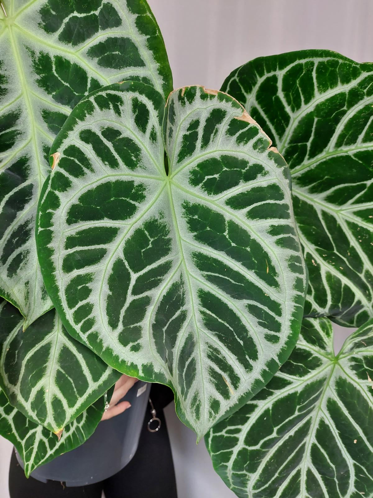 Anthurium Crystallinum Karma Crystal