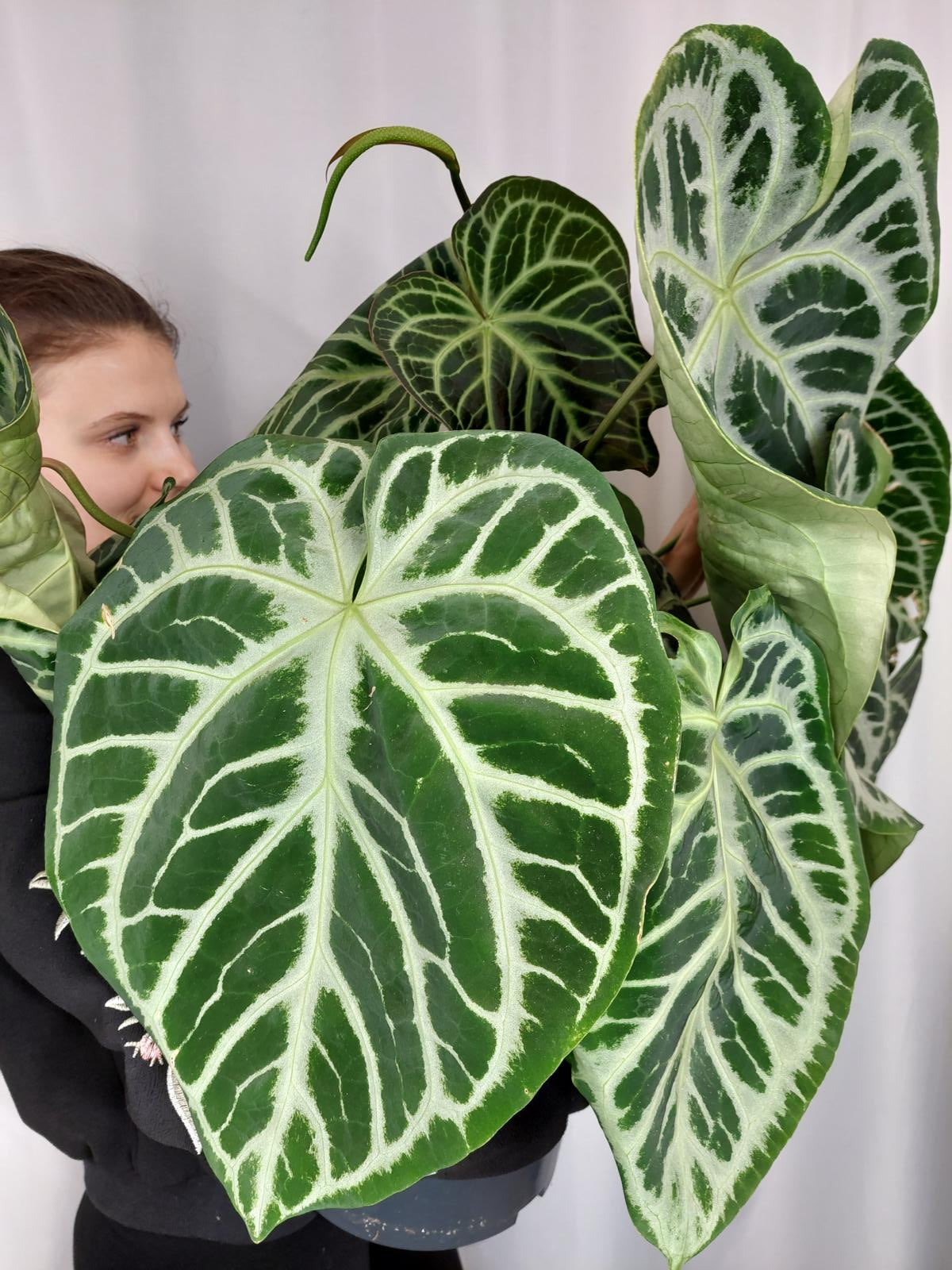 Anthurium Crystallinum Karma Crystal