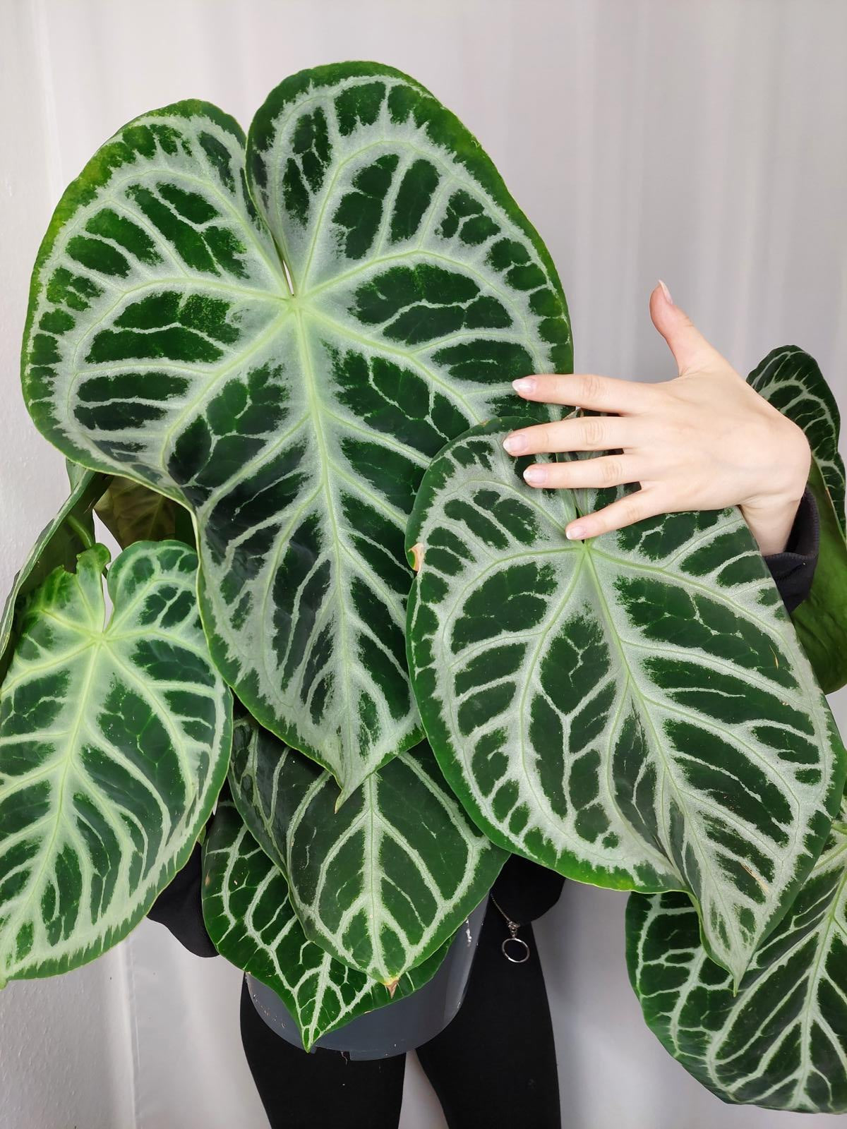 Anthurium Crystallinum Karma Crystal