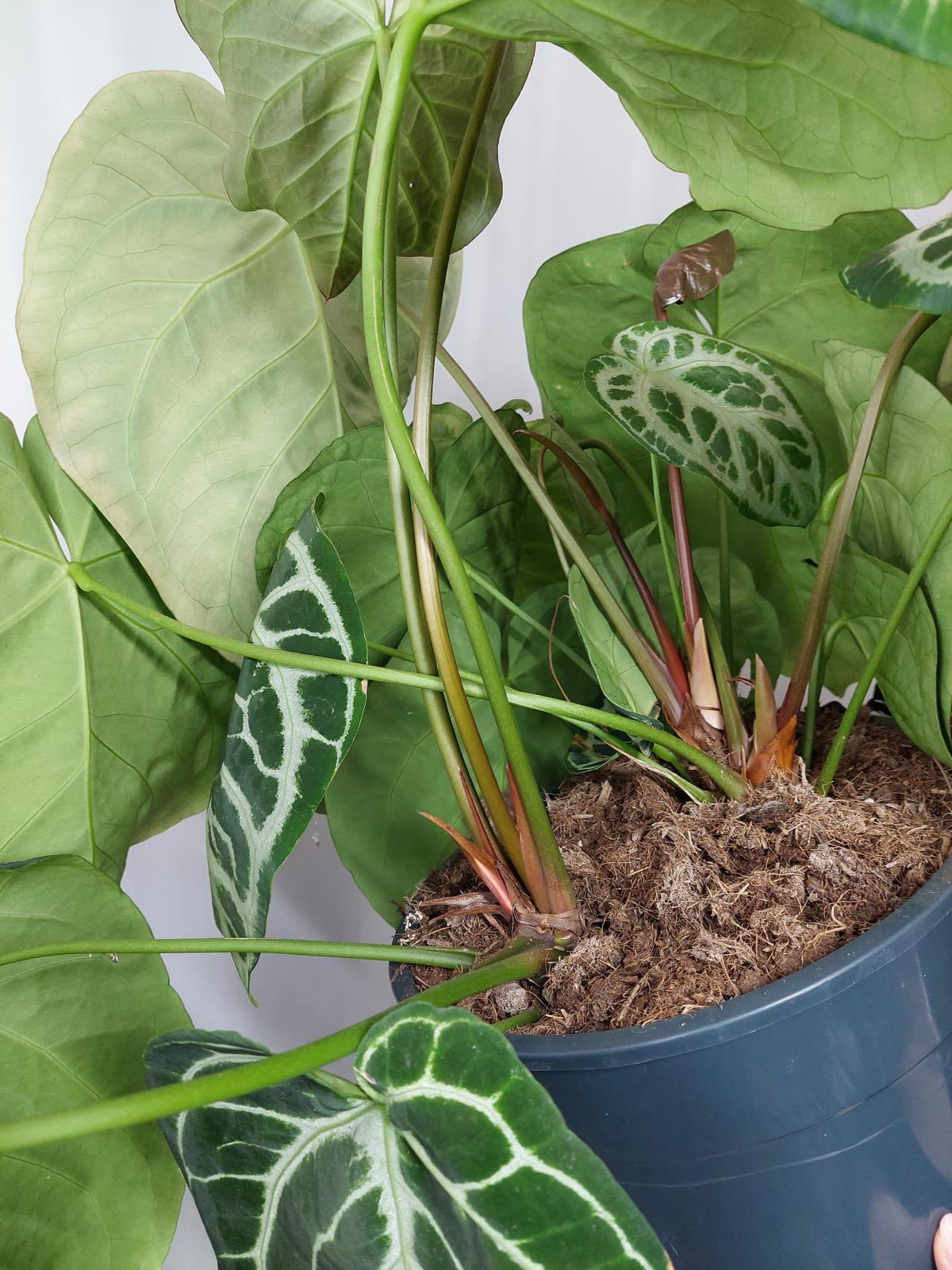Anthurium Crystallinum Karma Crystal