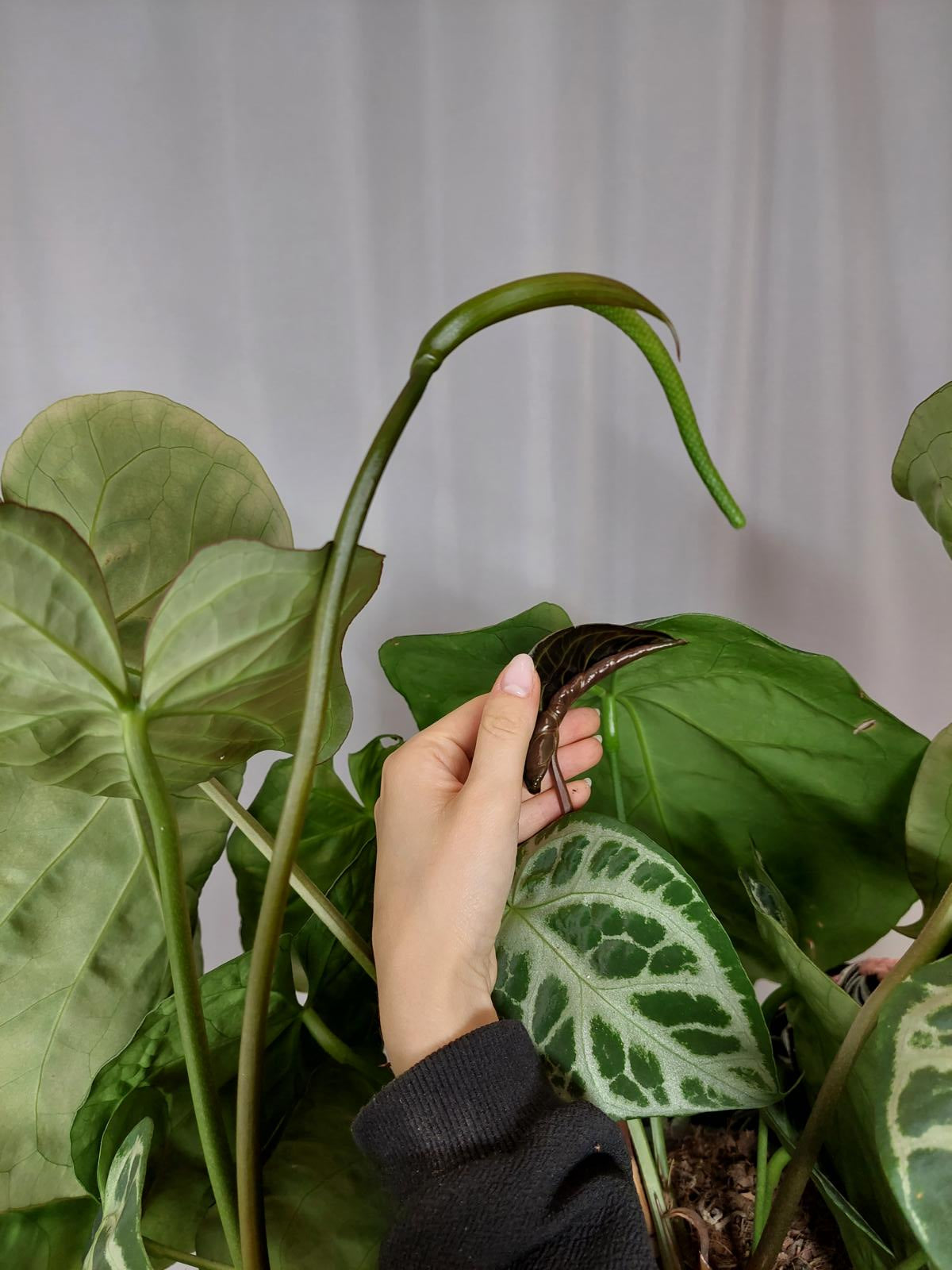 Anthurium Crystallinum Karma Crystal