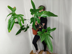 Anthurium Pedatum