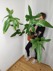 Anthurium Pedatum