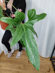 Anthurium Pedatum