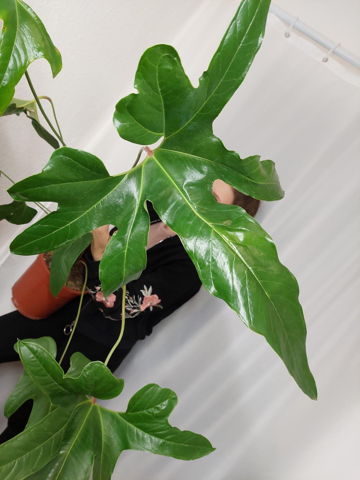Anthurium Pedatum
