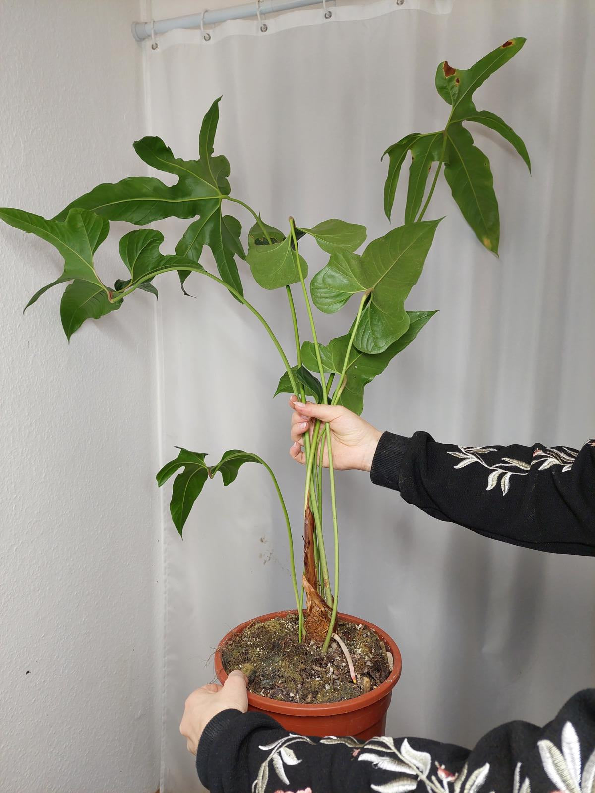 Anthurium Pedatum