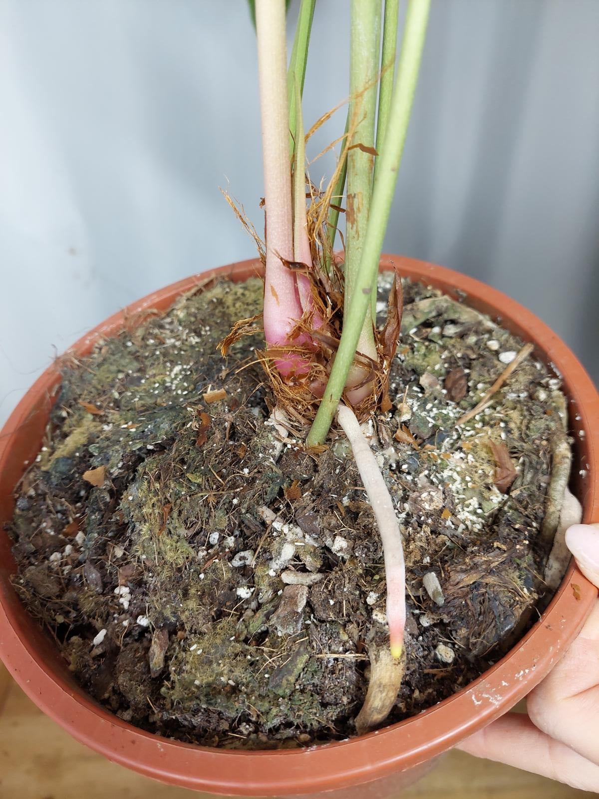 Anthurium Pedatum