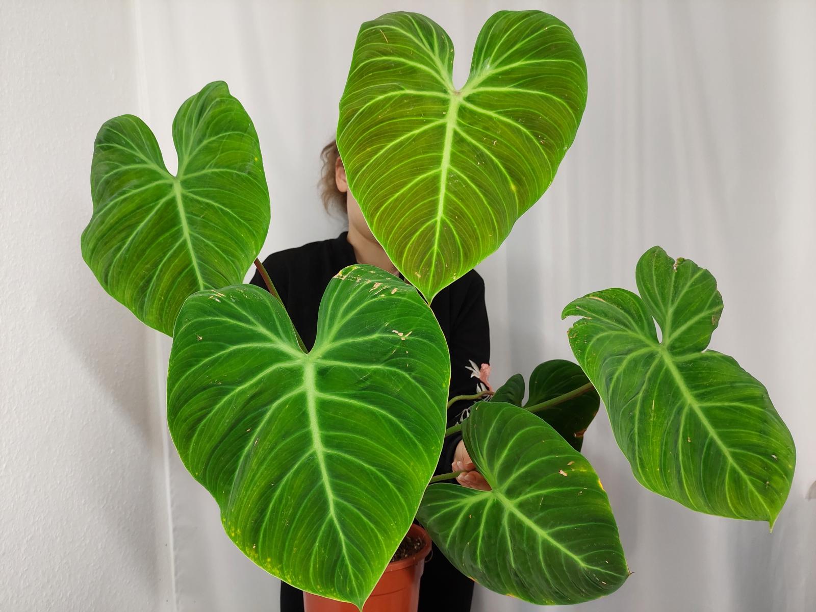 Philodendron El Choco Red