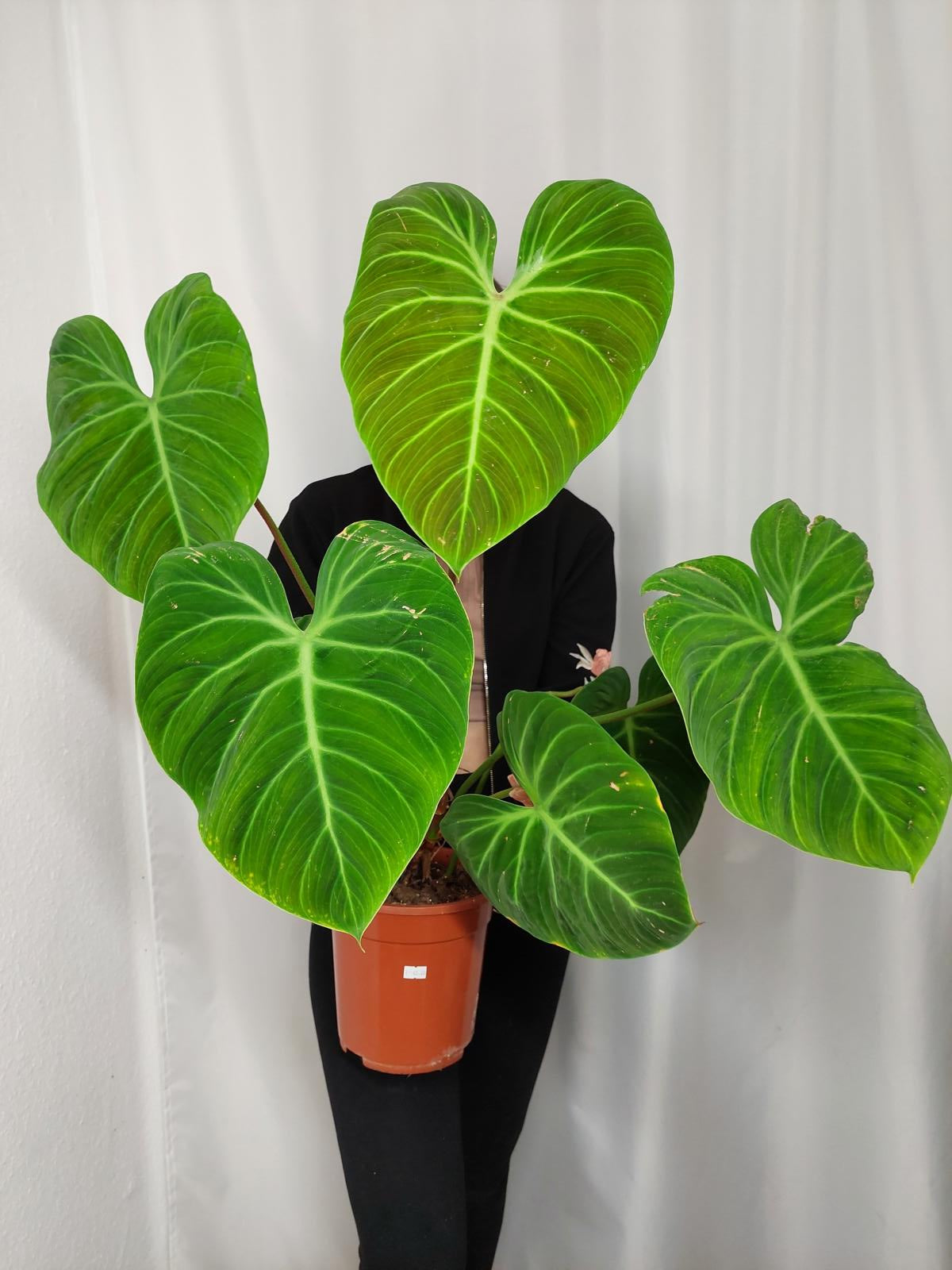 Philodendron El Choco Red