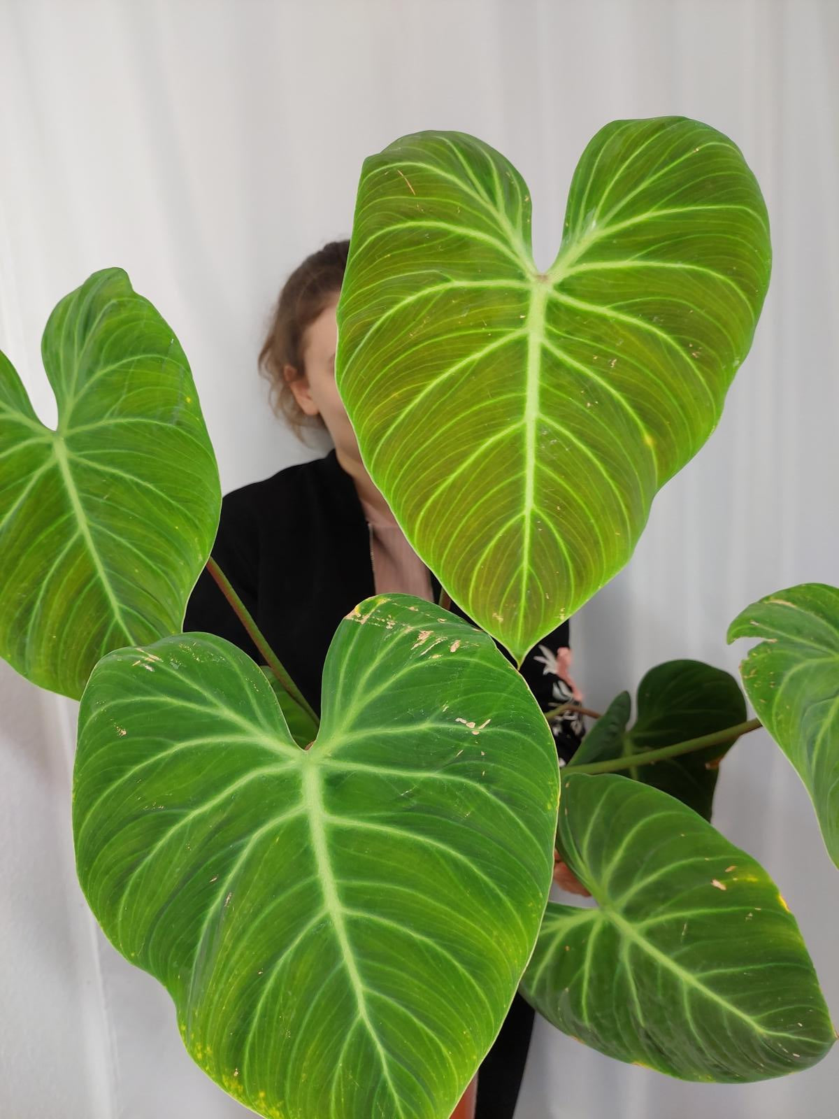 Philodendron El Choco Red