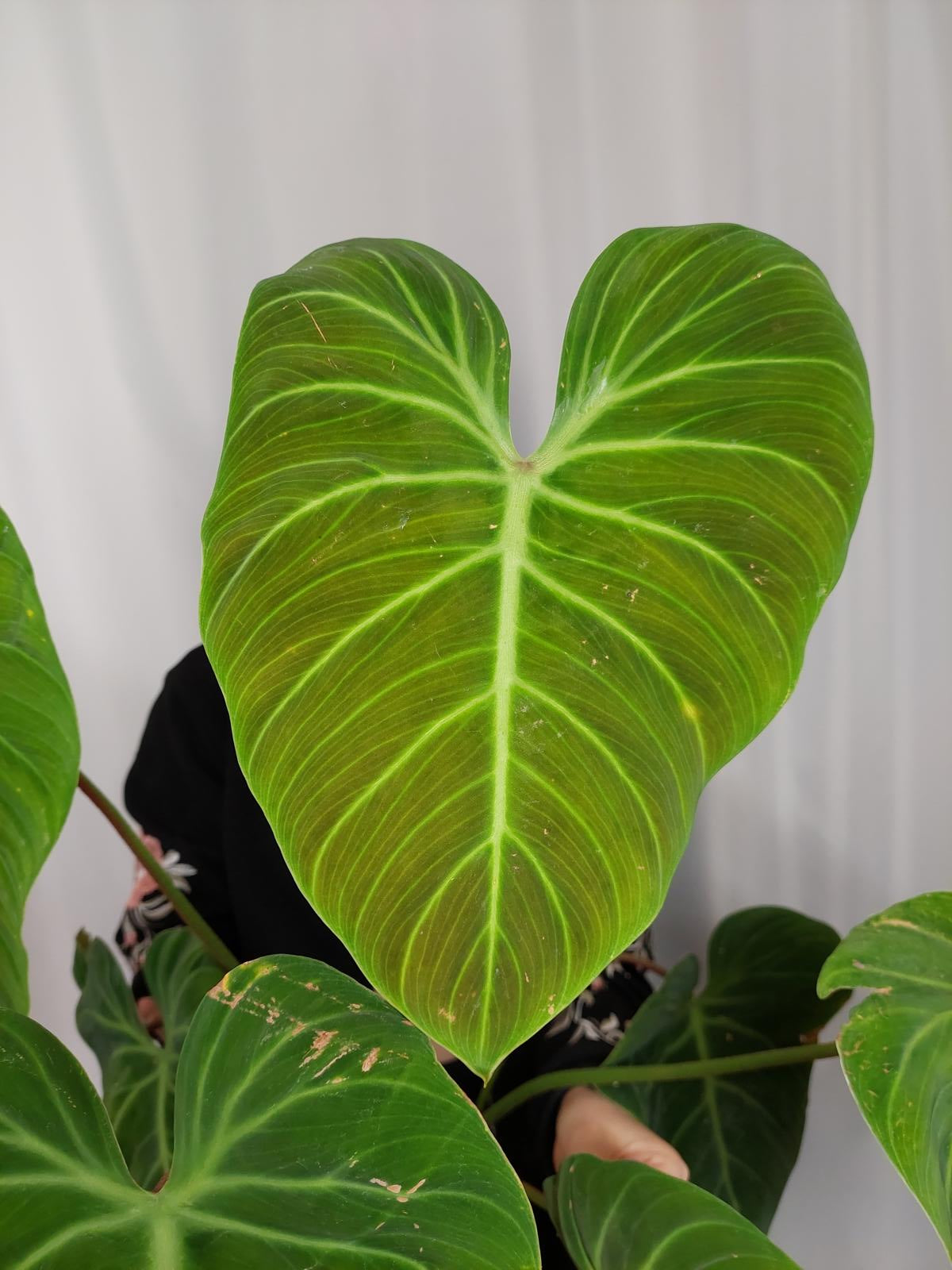 Philodendron El Choco Red
