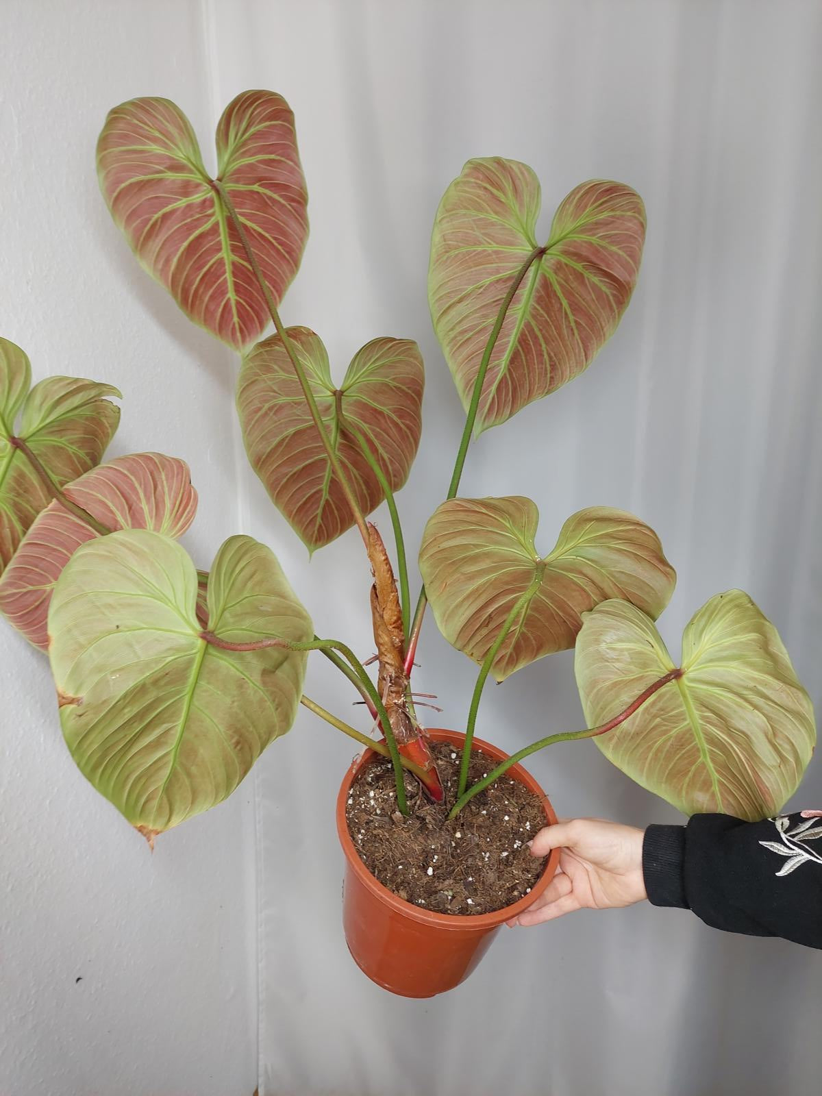 Philodendron El Choco Red