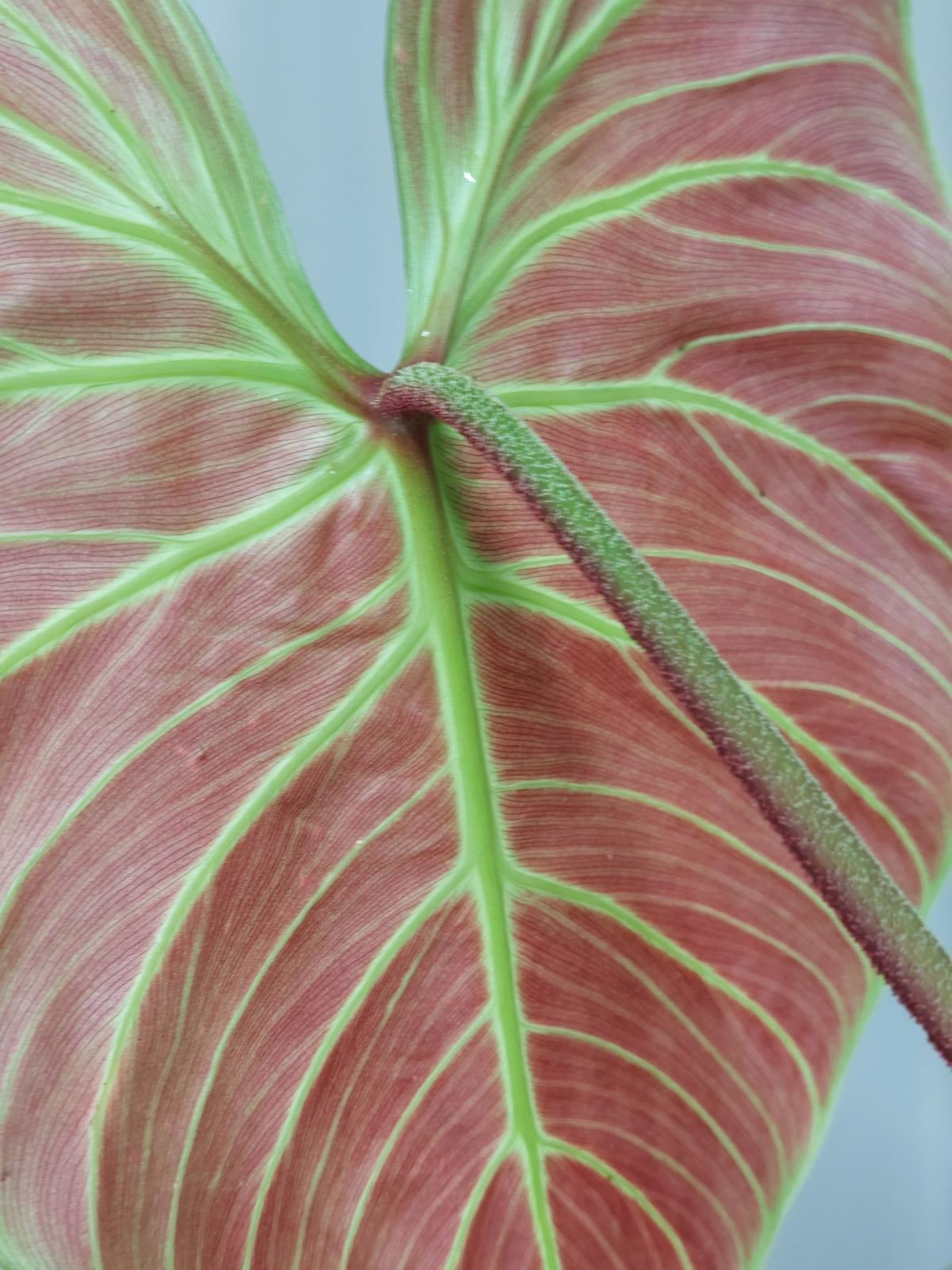 Philodendron El Choco Red