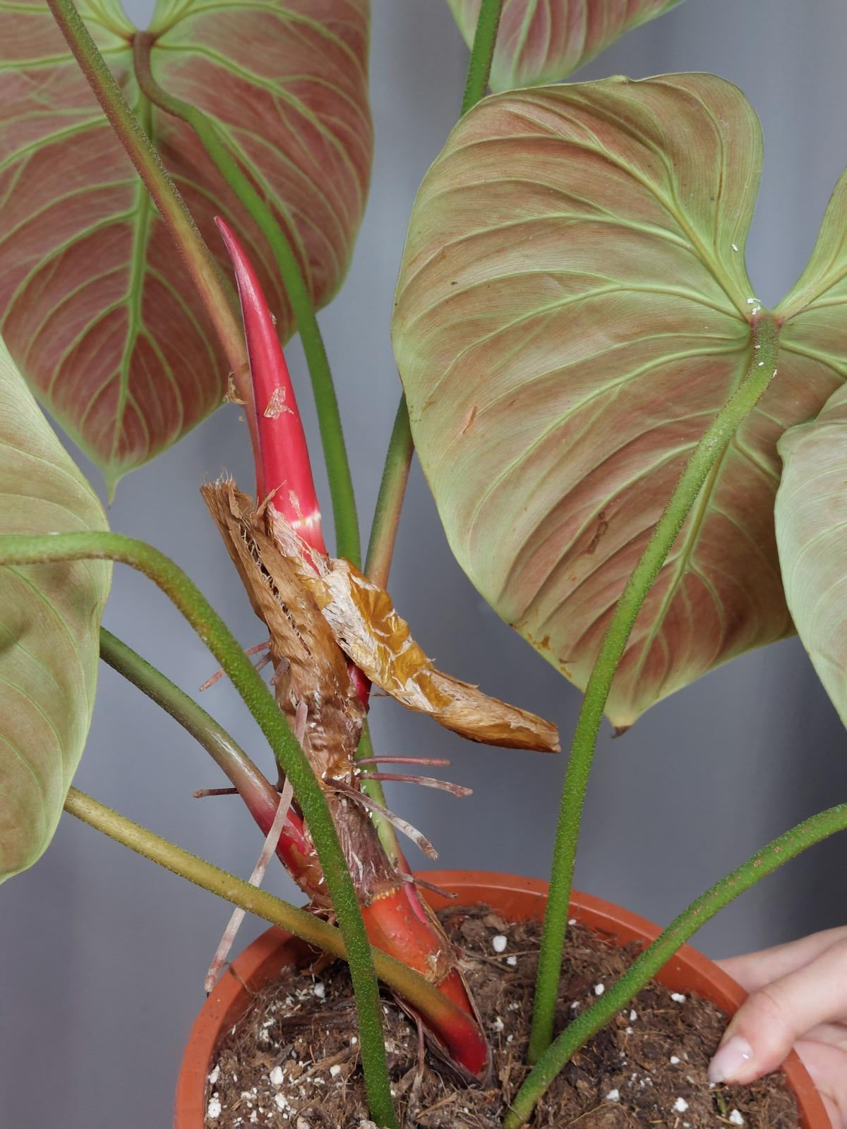 Philodendron El Choco Red