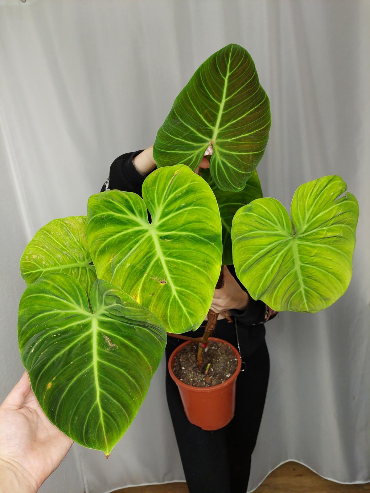Philodendron El Choco Red
