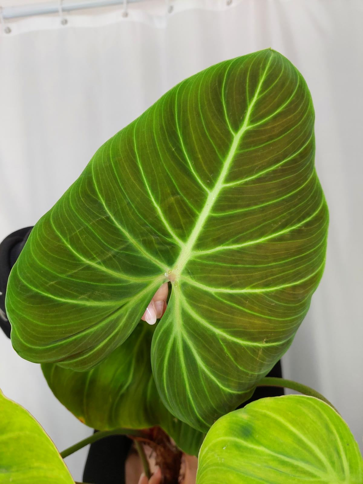 Philodendron El Choco Red