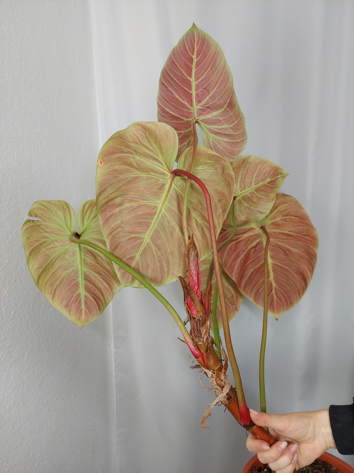 Philodendron El Choco Red