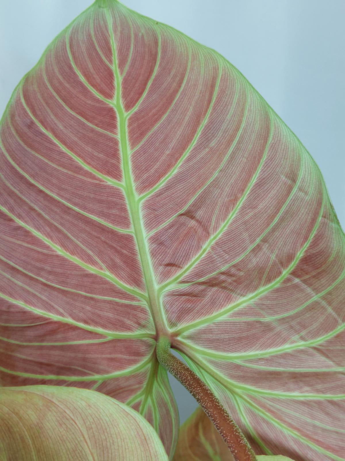 Philodendron El Choco Red