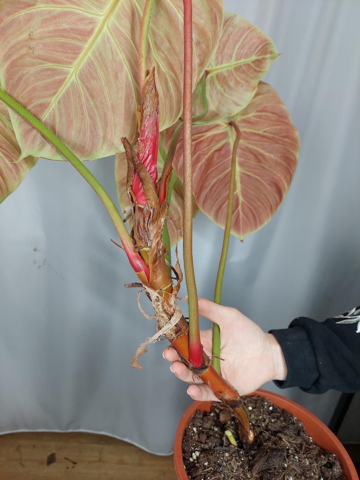 Philodendron El Choco Red