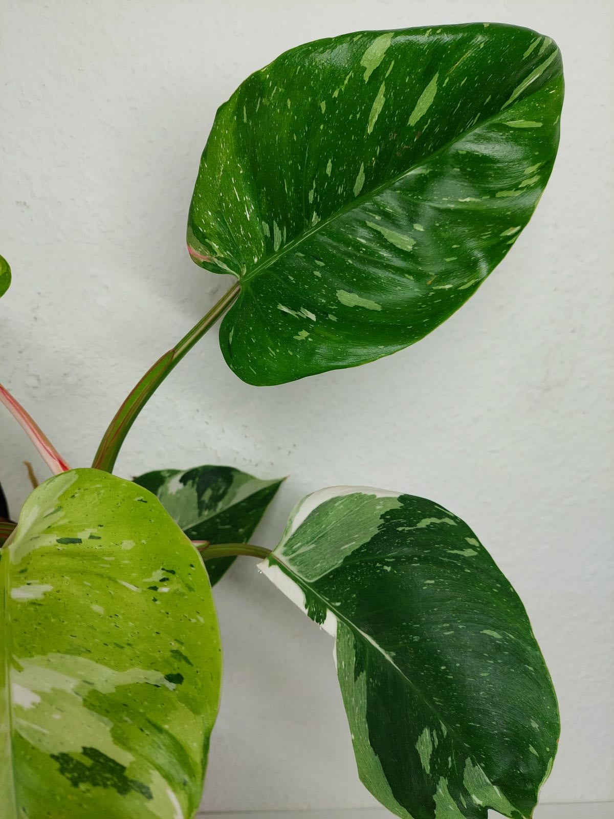Philodendron White Princess Aurea Tricolor