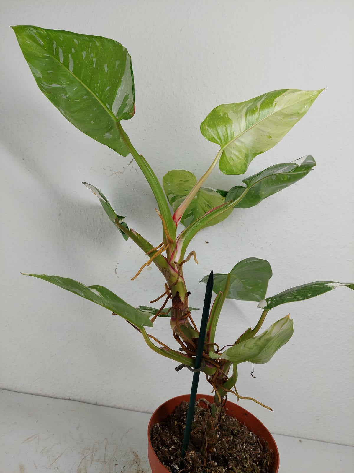 Philodendron White Princess Aurea Tricolor