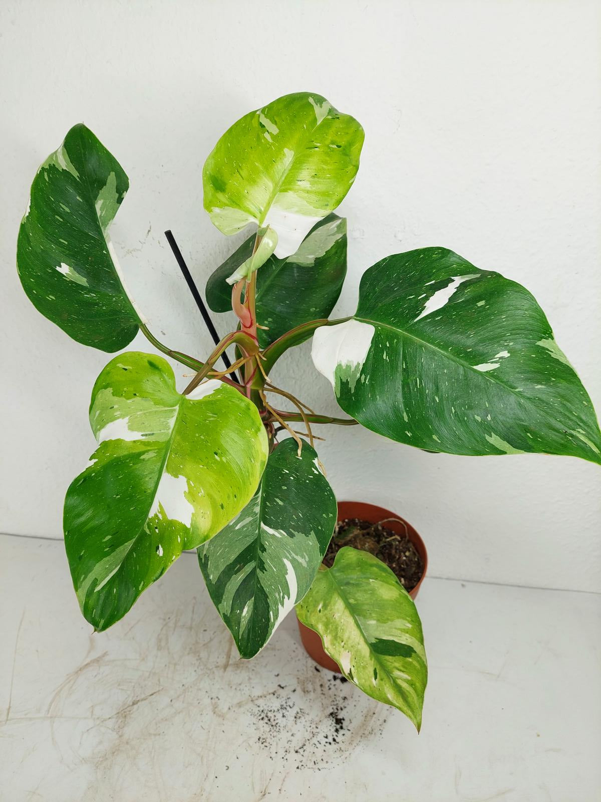 Philodendron White Princess Aurea Tricolor