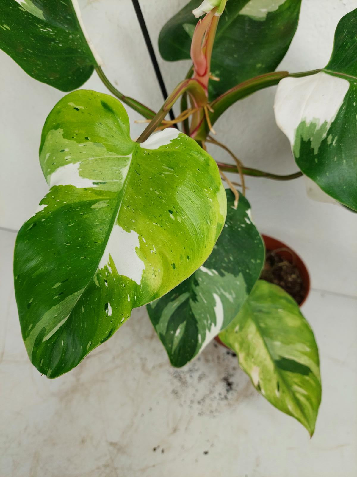 Philodendron White Princess Aurea Tricolor