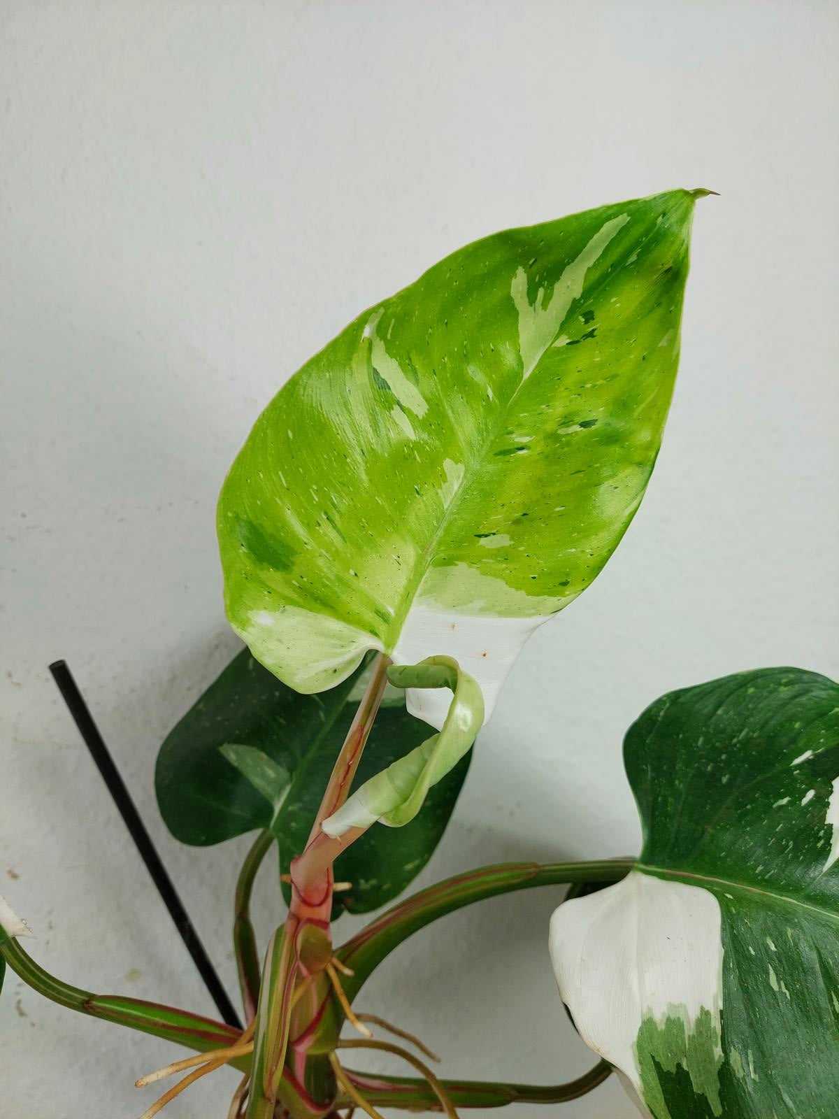 Philodendron White Princess Aurea Tricolor