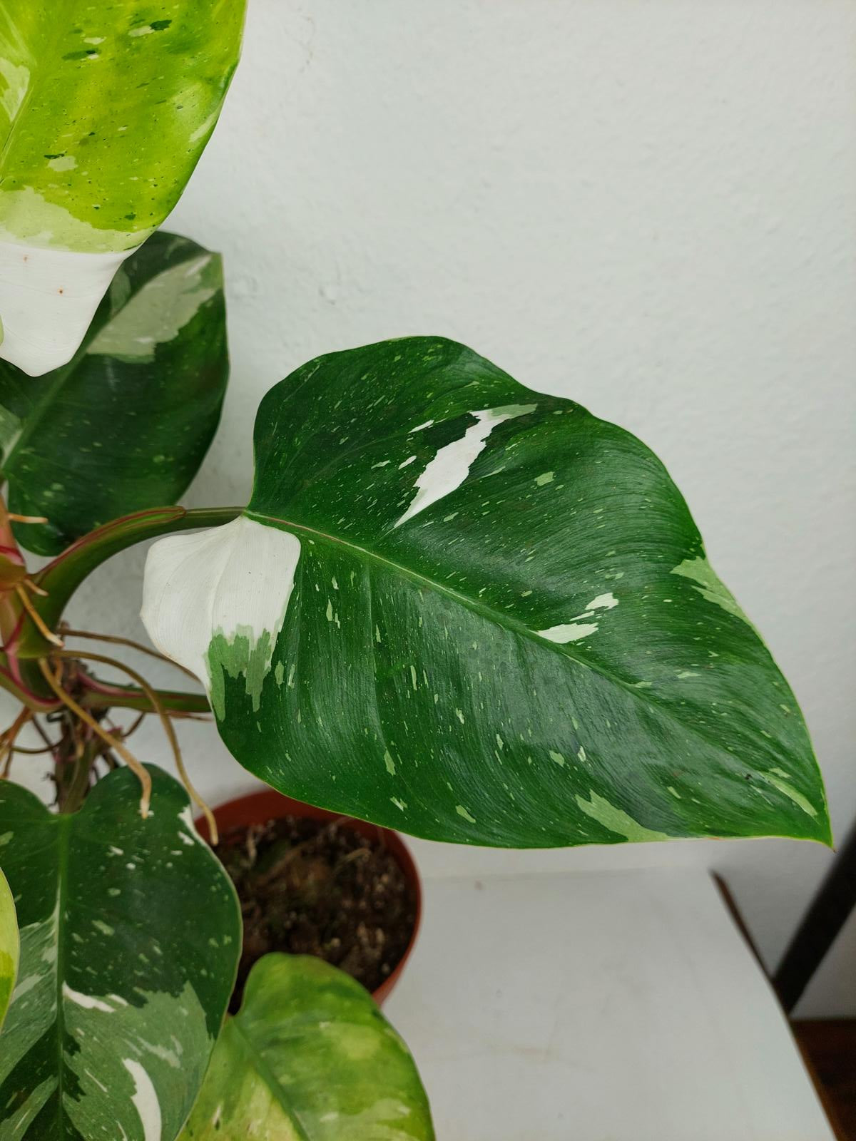 Philodendron White Princess Aurea Tricolor