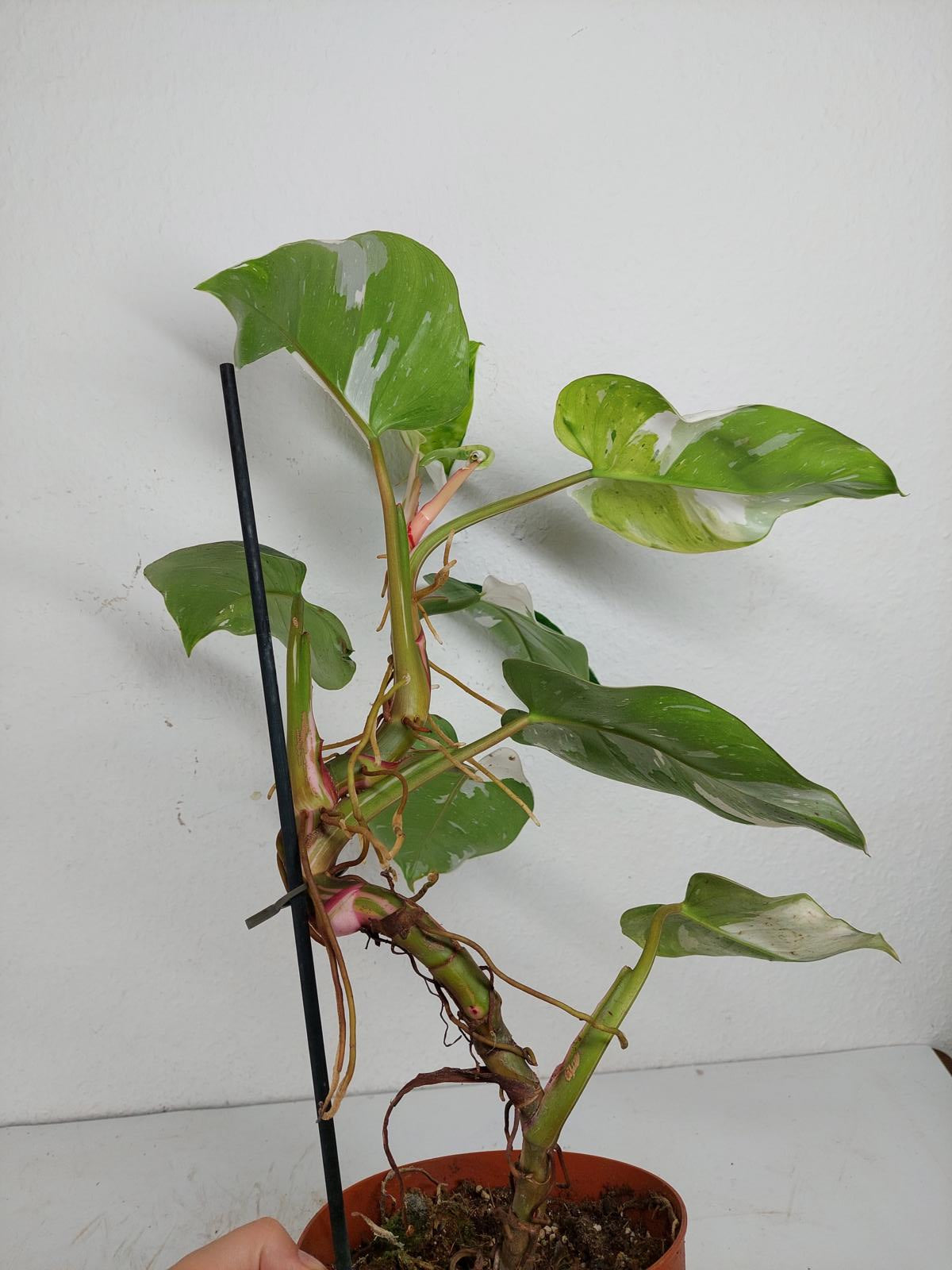 Philodendron White Princess Aurea Tricolor